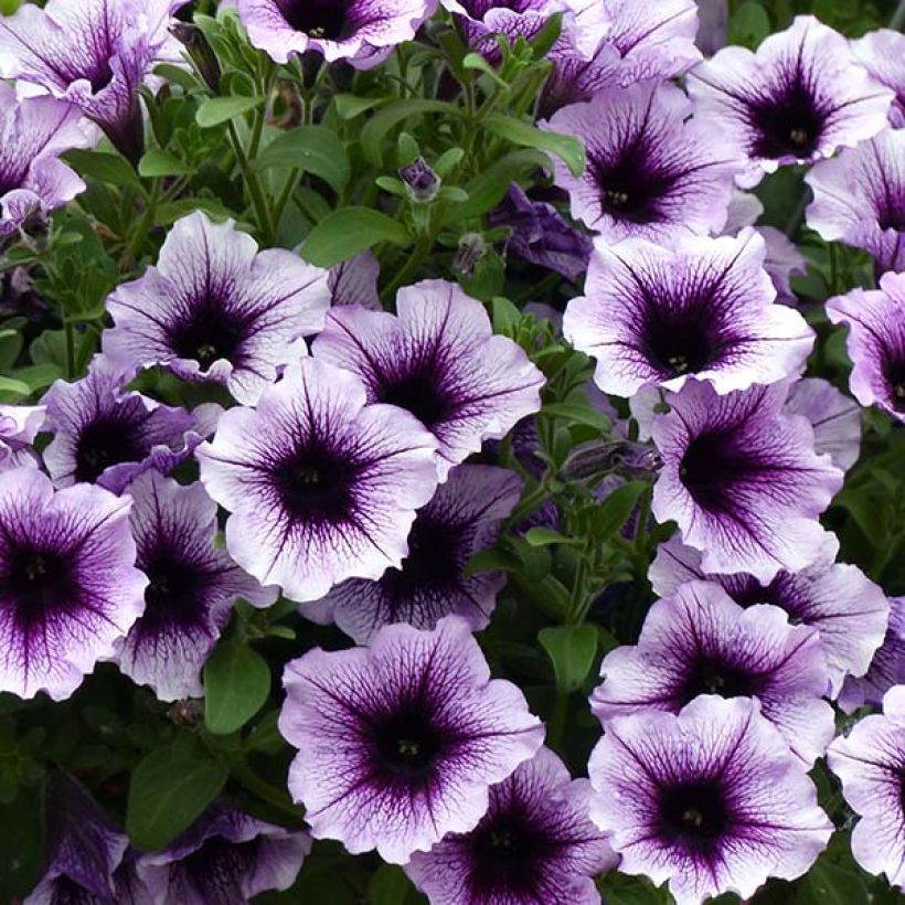 Petunia Supertunia Bordeaux (Floración)