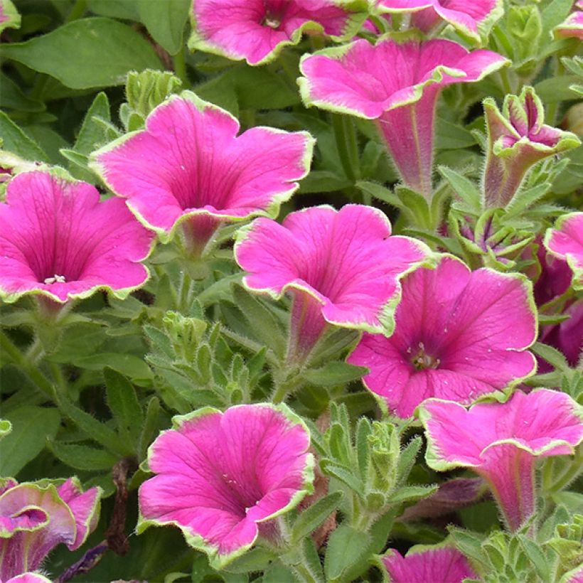 Petunia Supertunia Picasso in Pink (Floración)