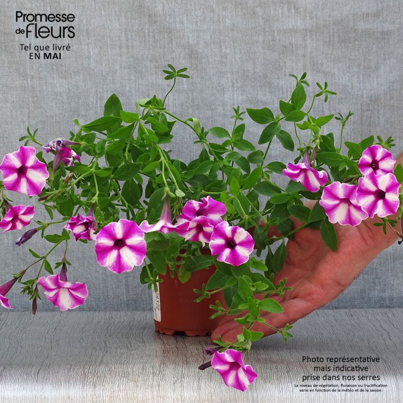 Petunia Raspberry Star Ejemplar entregado en la primavera