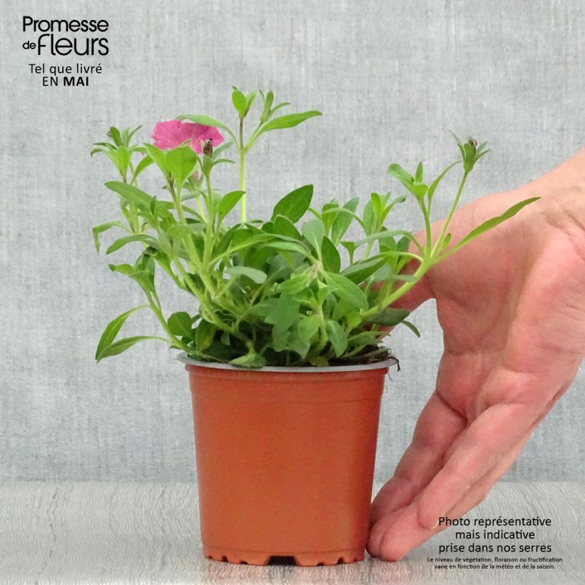 Petunia Supertunia Vista Fuchsia - pot de 10/11cm Ejemplar entregado en la primavera