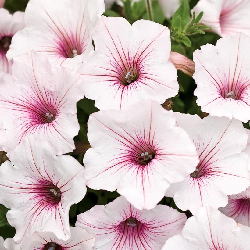 Petunia Supertunia Vista Silverberry (Floración)