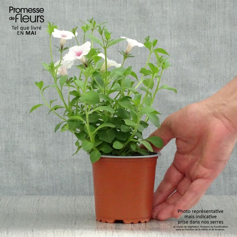 Petunia Supertunia Vista® Silverberry - pot de 10/11cm Ejemplar entregado en la primavera