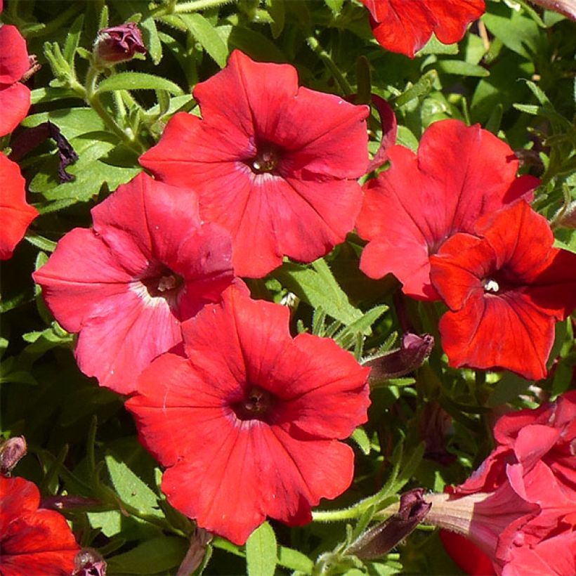 Petunia Deep Red - Surfinia (Floración)