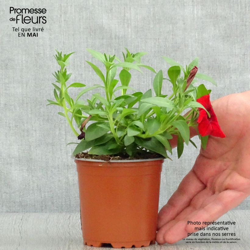 Petunia Surfinia Deep Red rouge fonce - pot de 10/11cm Ejemplar entregado en la primavera