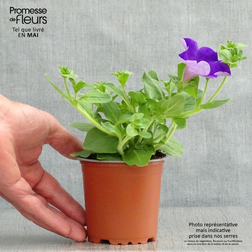 Petunia Surfinia Giant Blue - pot de 10/11cm Ejemplar entregado en la primavera