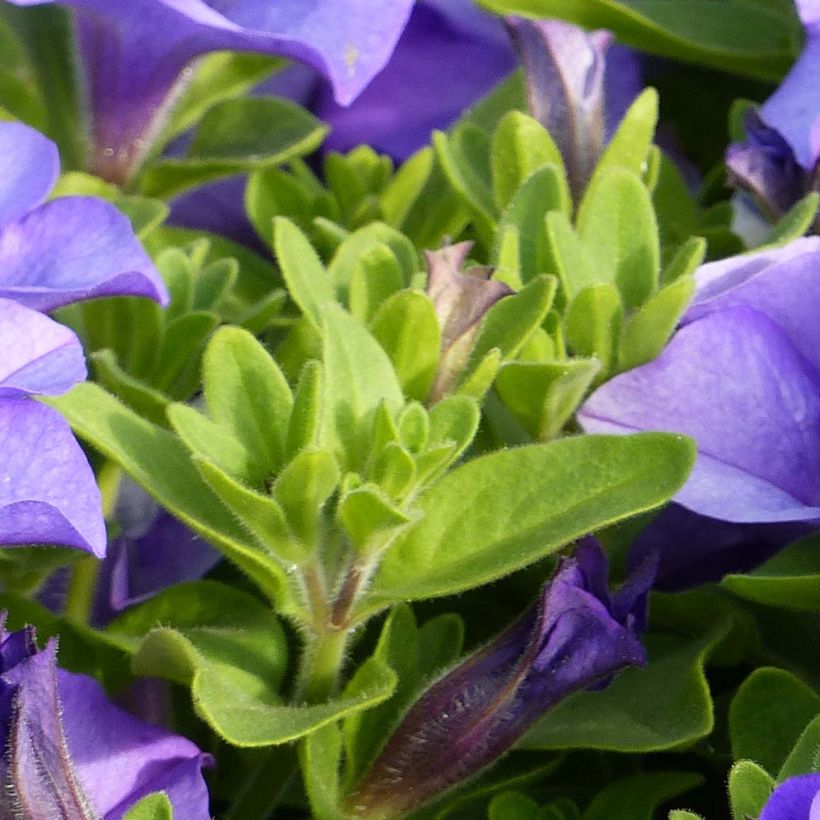 Surfinia Heavenly Blue - Petunia (Follaje)