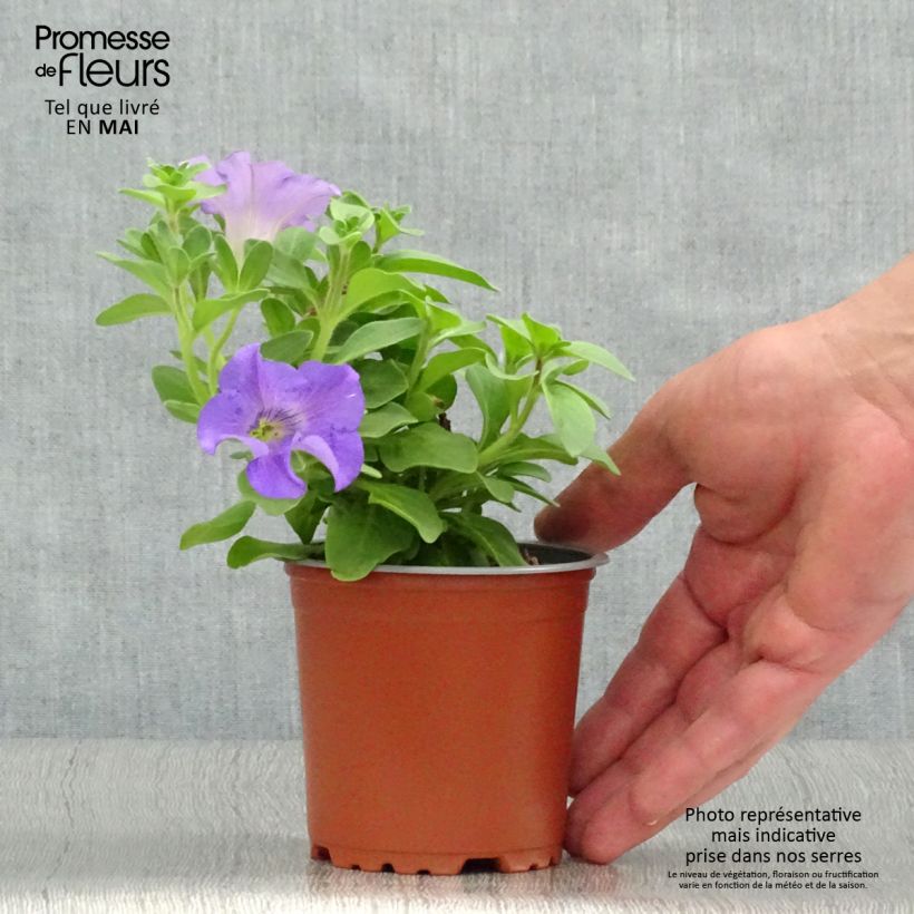 Petunia Surfinia Heavenly Blue - pot de 10/11cm Ejemplar entregado en la primavera