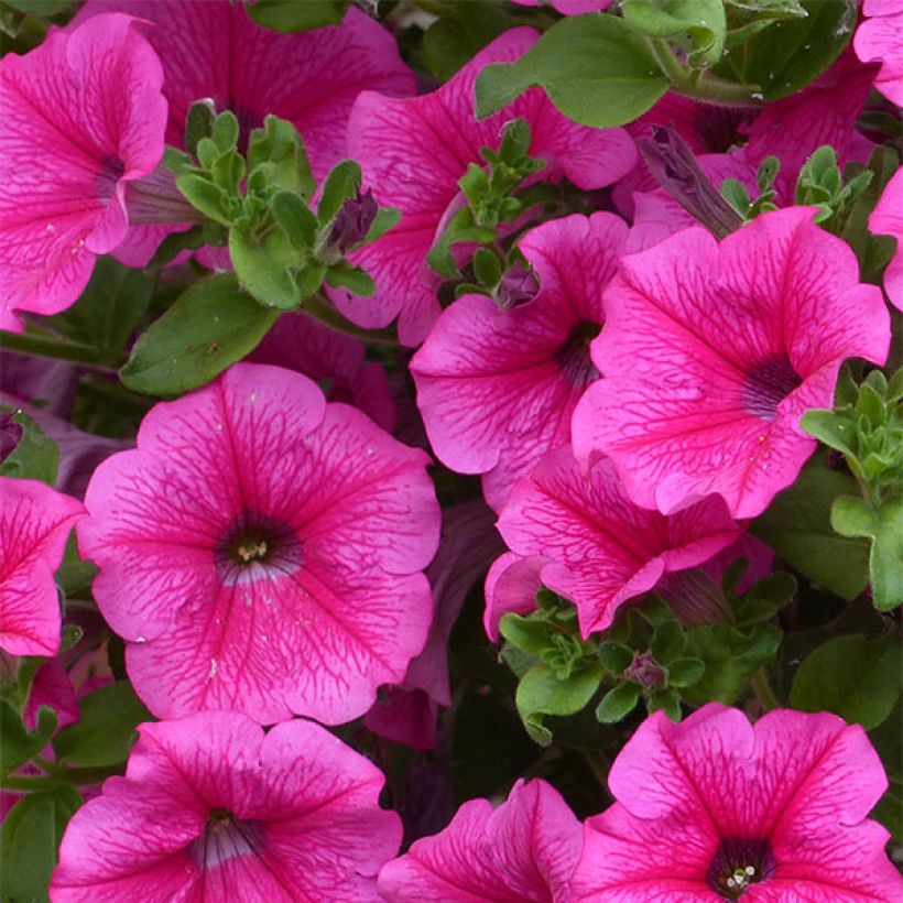 Surfinia Hot Pink - Petunia (Floración)