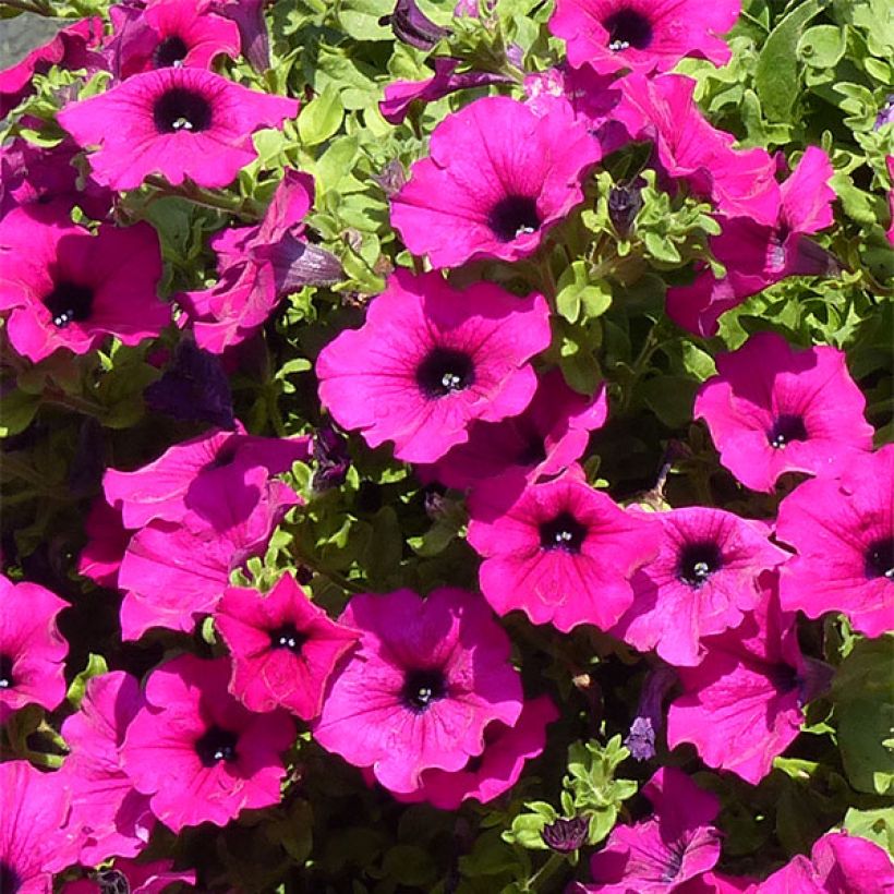 Petunia Purple - Surfinia (Floración)