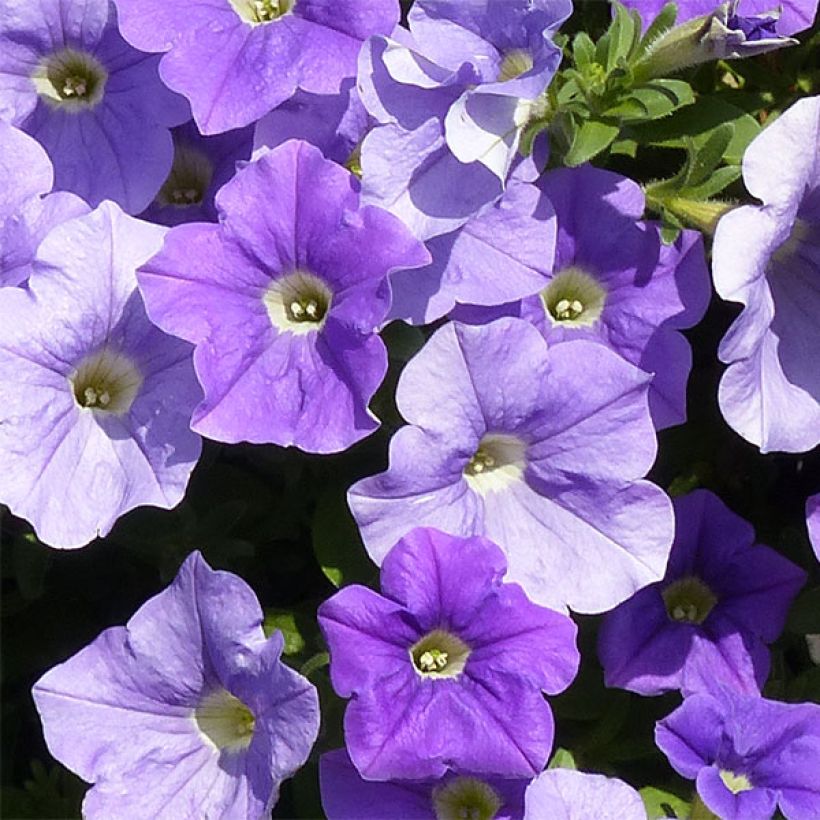 Petunia Sky Blue - Surfinia (Floración)