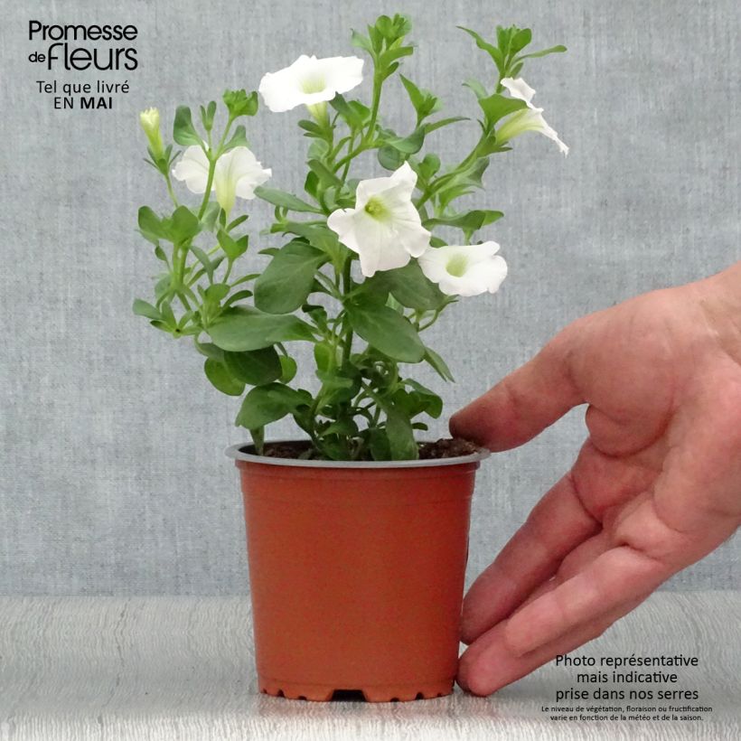 Petunia Surfinia Snow blanc - pot de 10/11cm Ejemplar entregado en la primavera