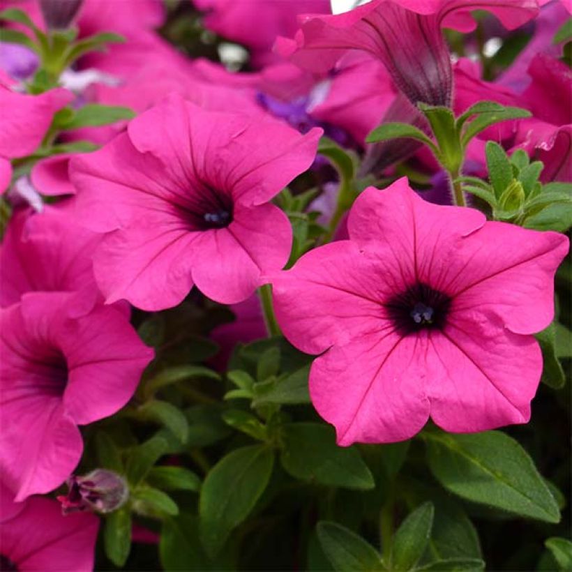 Petunia Sumo Rose - Surfinia (Floración)