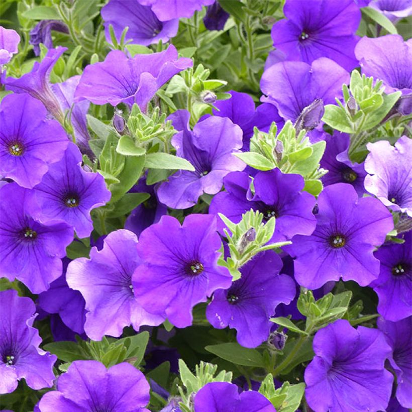 Petunia Giant Blue - Surfinia (Floración)