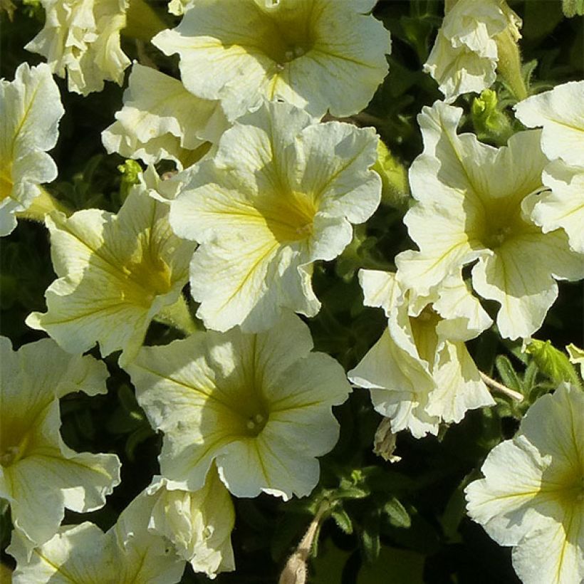 Petunia Yellow - Surfinia (Floración)