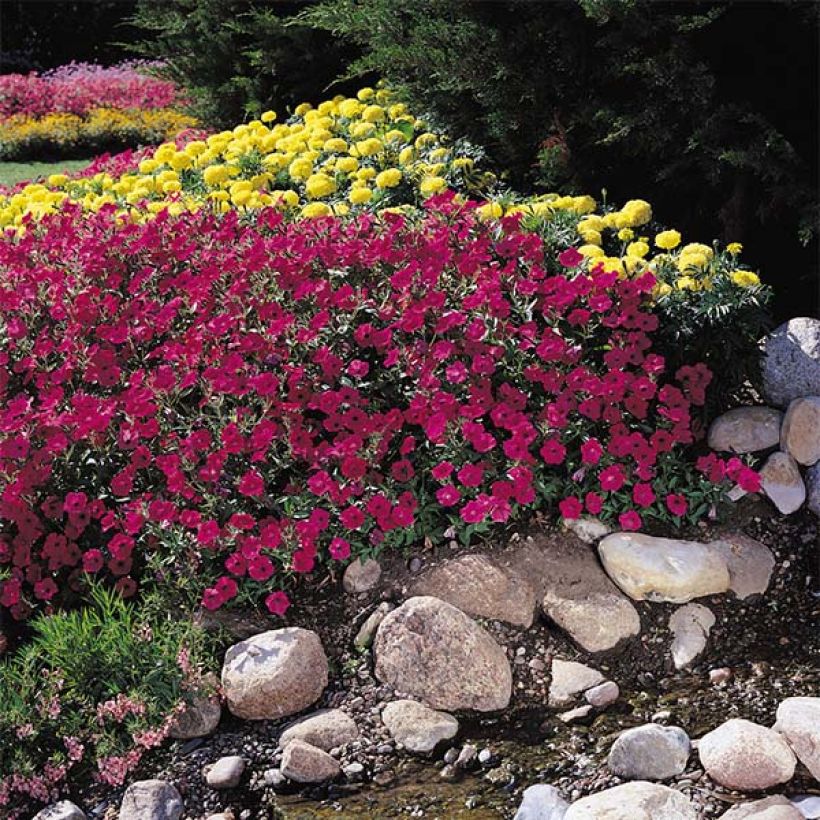 Petunia Tidal Wave Cherry (Porte)