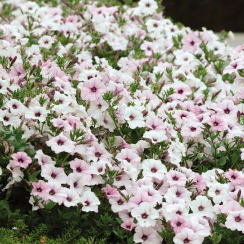 Petunia Tidal Wave Silver (Floración)