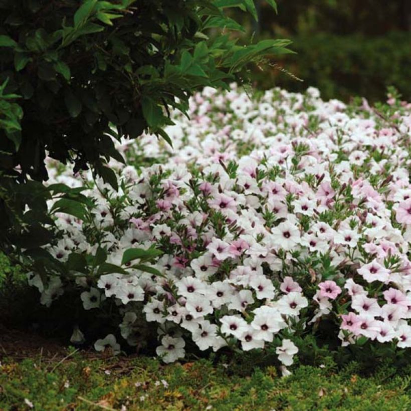 Petunia Tidal Wave Silver (Porte)