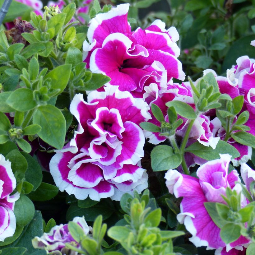 Petunia Tumbelina Anna (Floración)