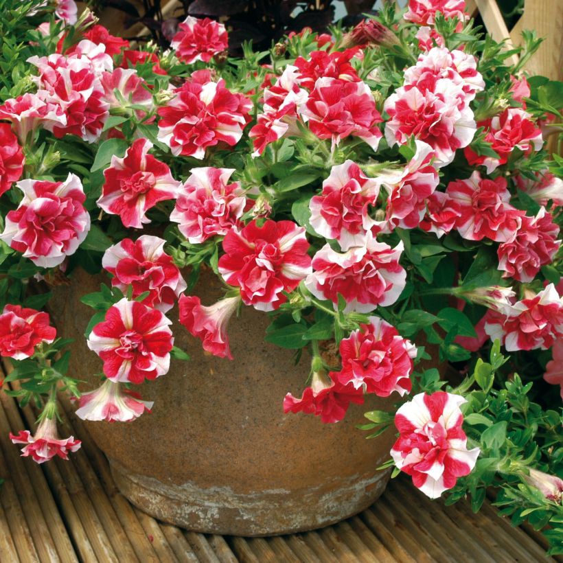 Petunia Tumbelina Cherry Ripple (Porte)