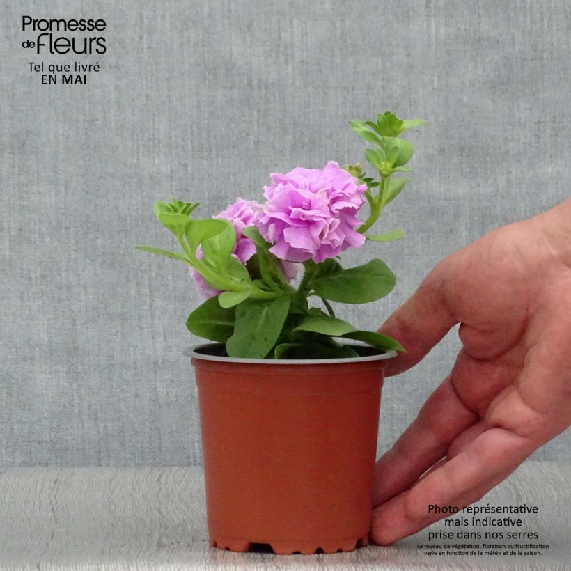 Petunia Tumbelina Priscilla double lavande veine - pot de 10/11cm Ejemplar entregado en la primavera