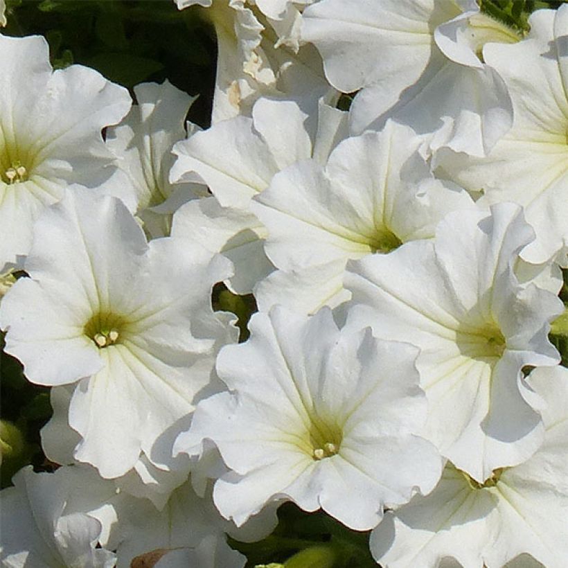 Petunia Snow - Surfinia (Floración)