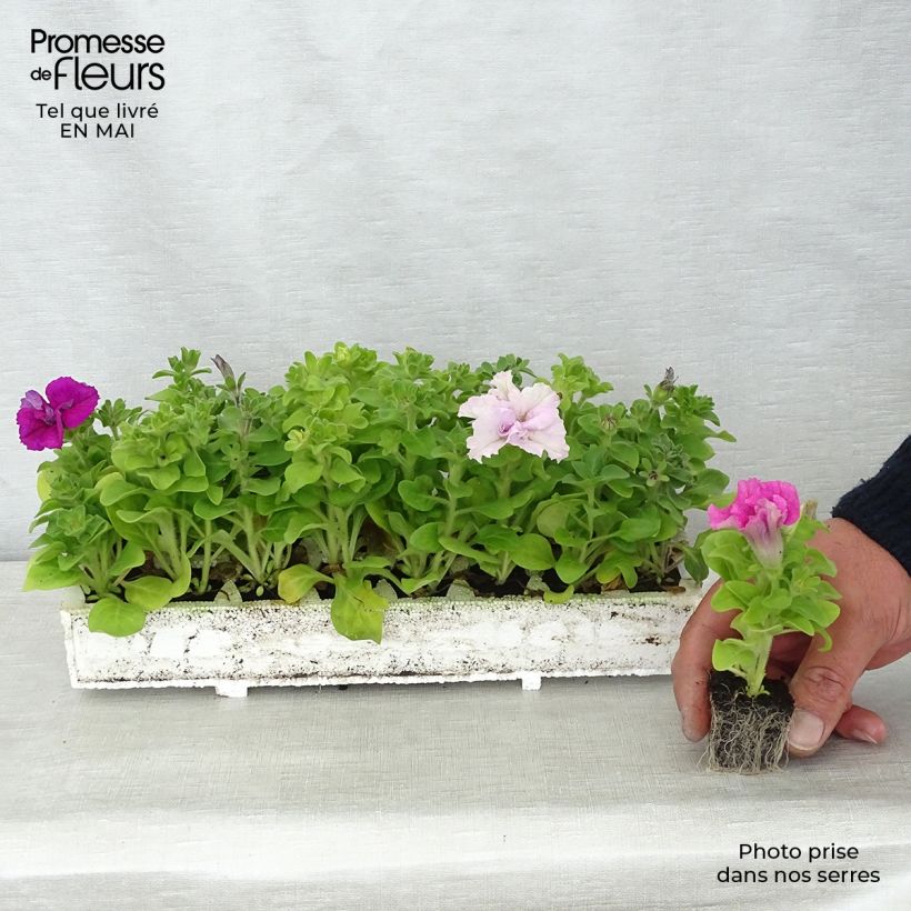 Petunia double Cassandra Mix en plaque de 16 plants Ejemplar entregado en la primavera