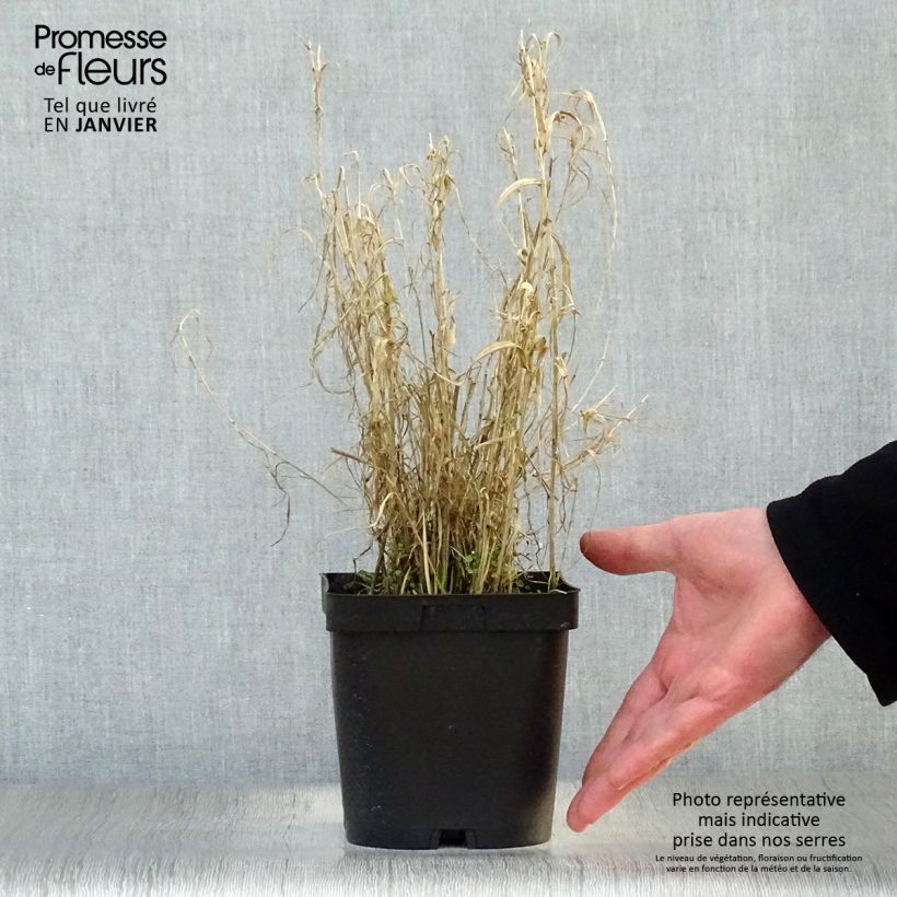 Phalaris arundinacea Picta - Alpiste faux-roseau en pot de 2/3 litres Ejemplar entregado en invierno