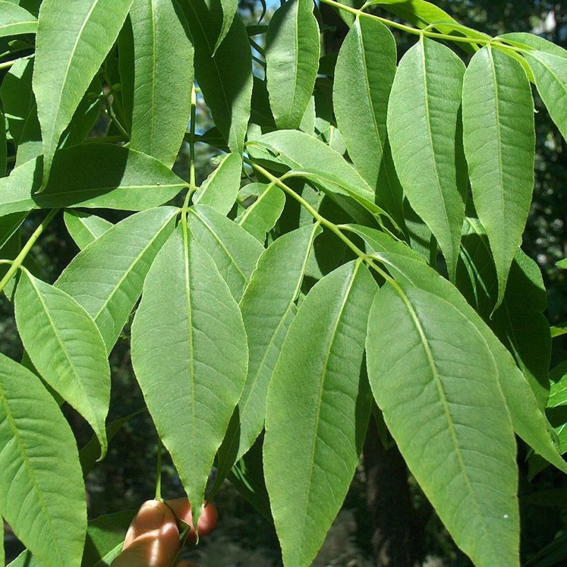 Phellodendron amurense - árbol de Amur (Follaje)