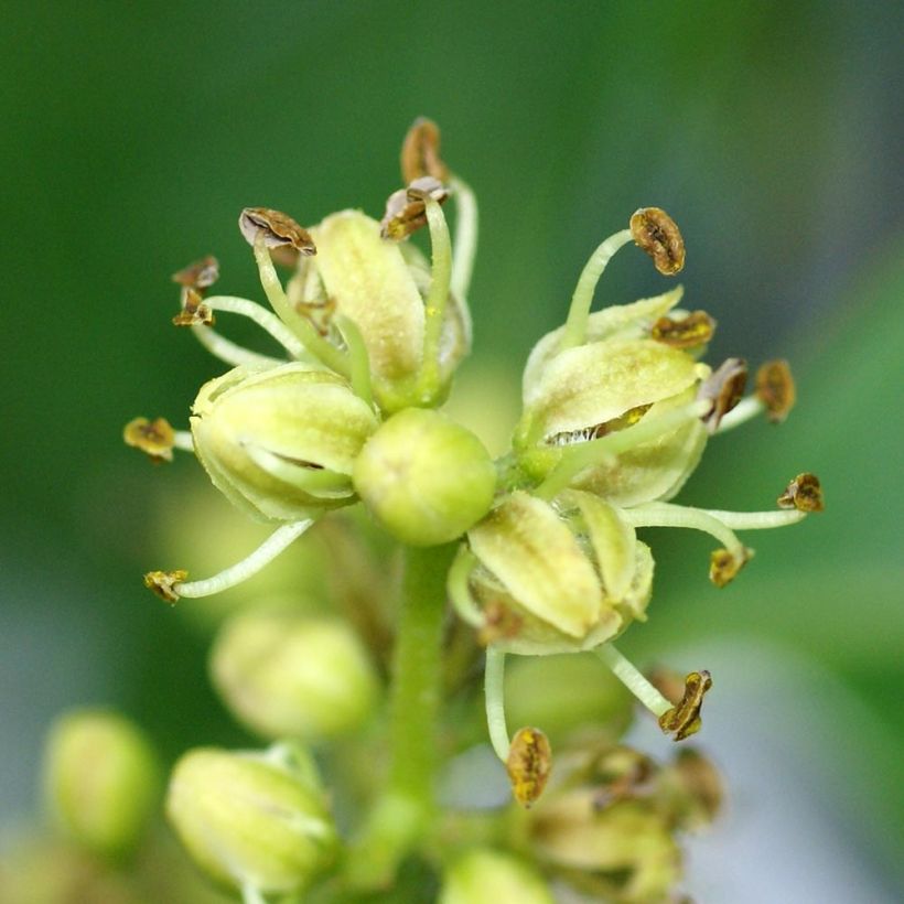 Phellodendron amurense - árbol de Amur (Floración)