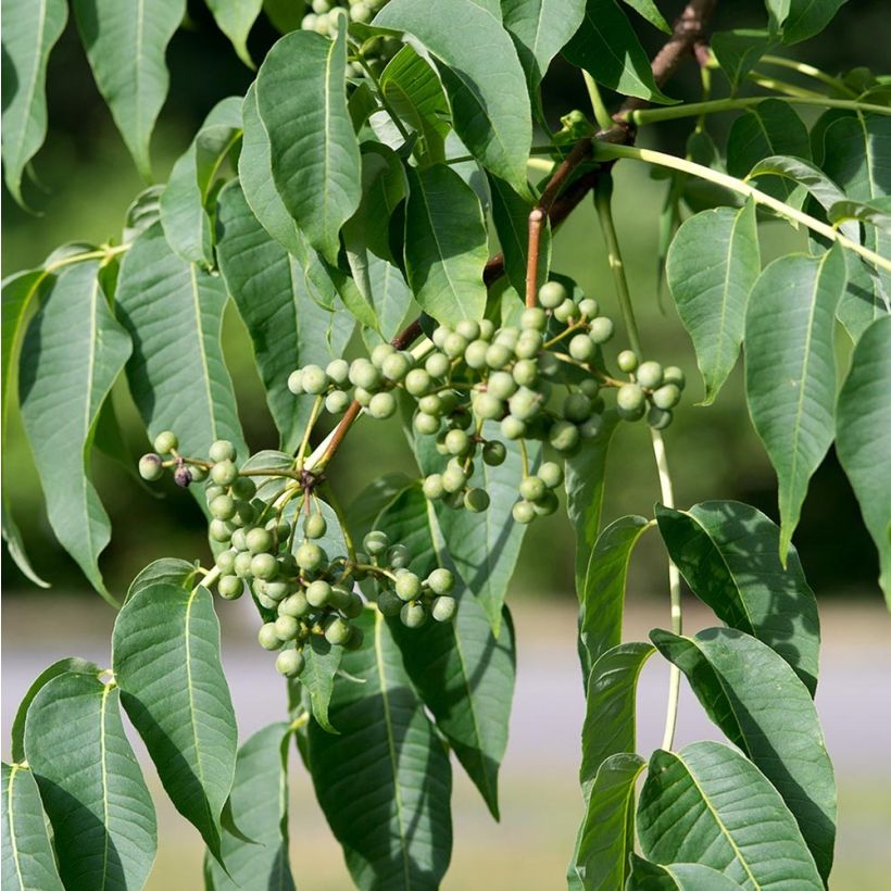 Phellodendron amurense - árbol de Amur (Cosecha)