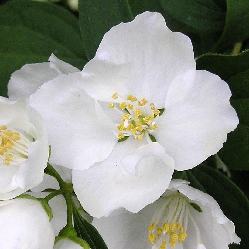 Philadelphus Bouquet Blanc - Celinda (Floración)