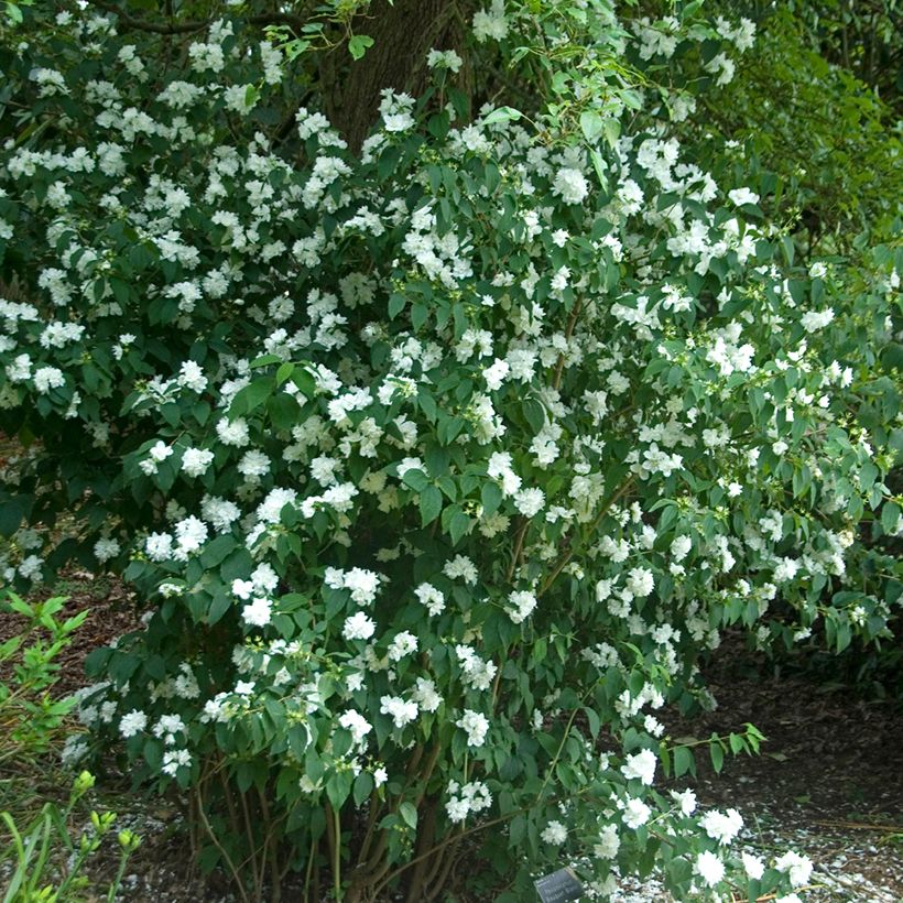 Philadelphus Bouquet Blanc - Celinda (Porte)