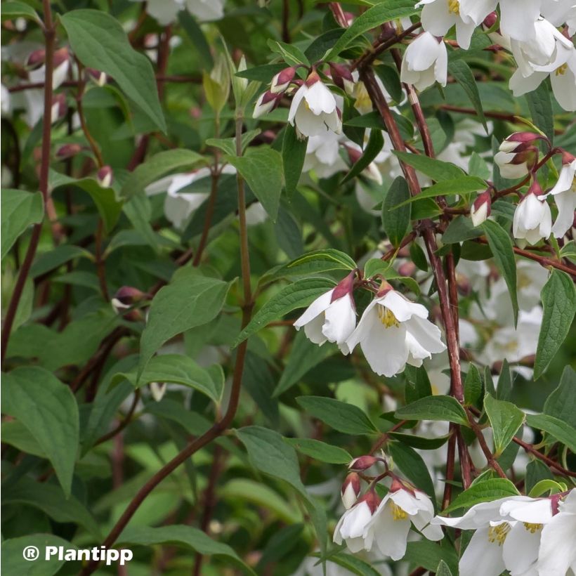 Philadelphus Dainty Lady - Celinda (Follaje)