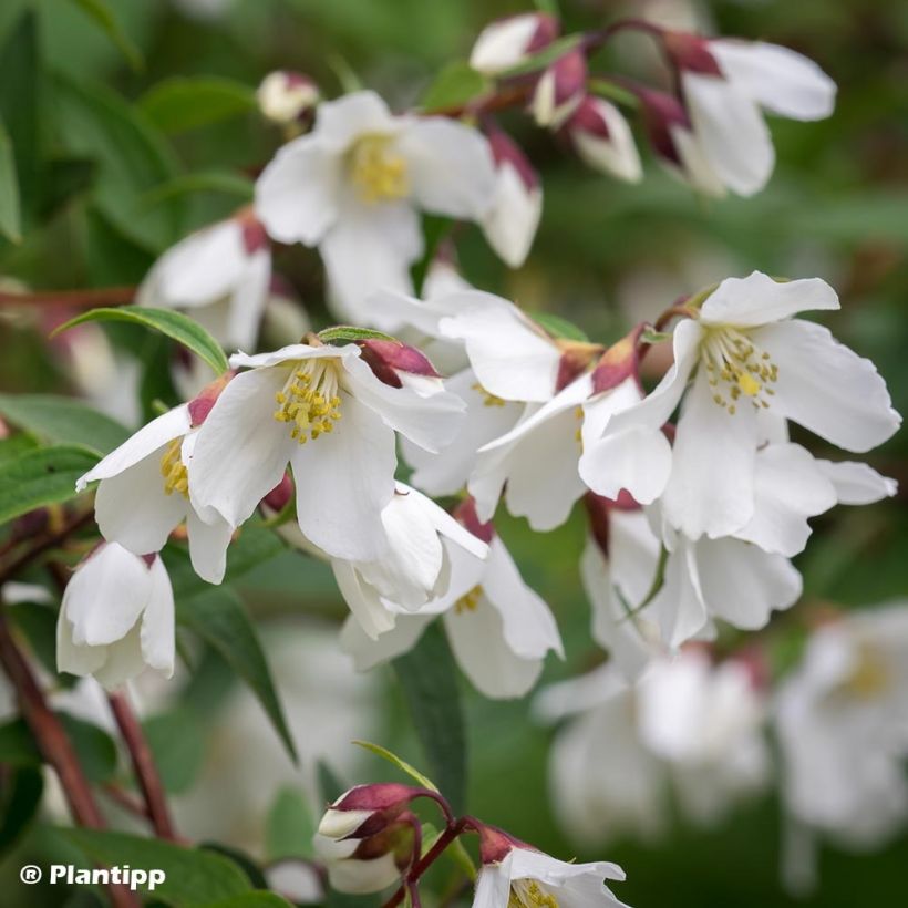 Philadelphus Dainty Lady - Celinda (Floración)