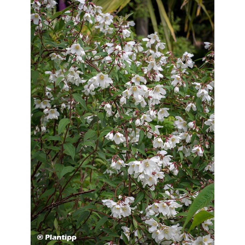 Philadelphus Dainty Lady - Celinda (Porte)