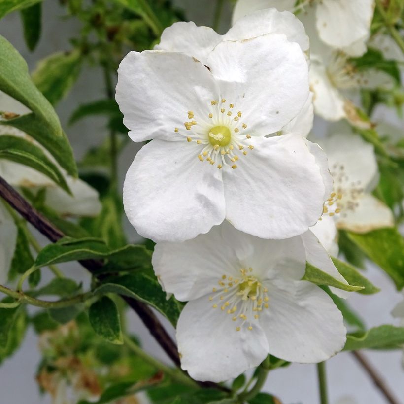 Philadelphus lemoinei Innocence - Celinda (Floración)