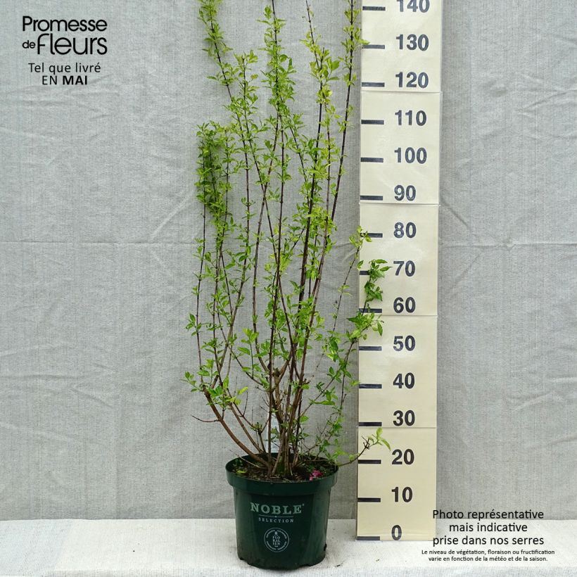 Philadelphus Innocence pot de 10 L Ejemplar entregado en la primavera