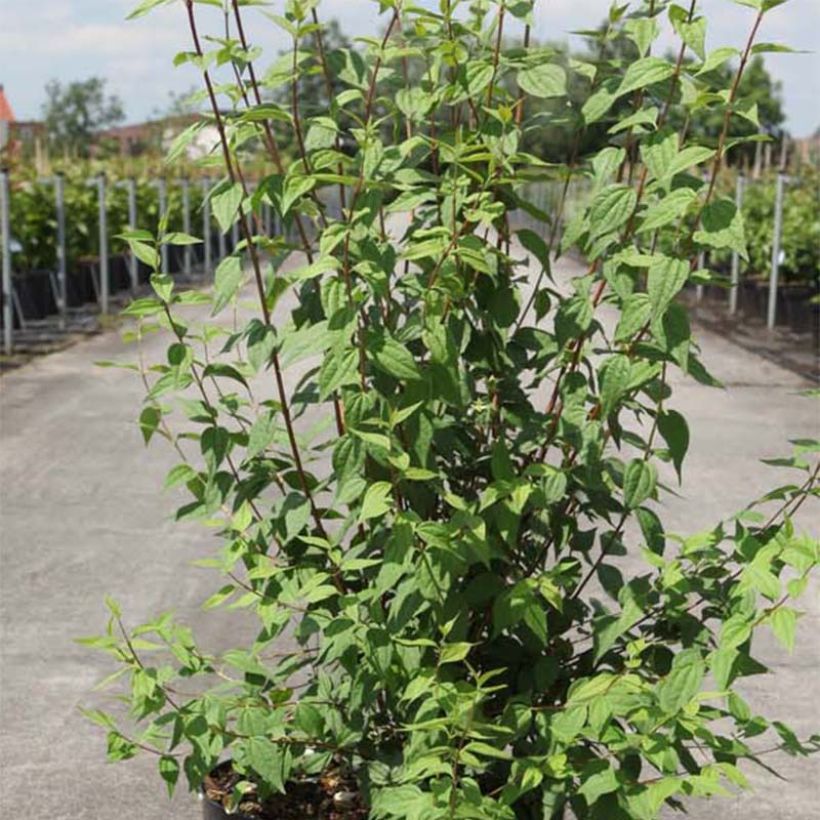 Philadelphus lemoinei - Celinda (Follaje)