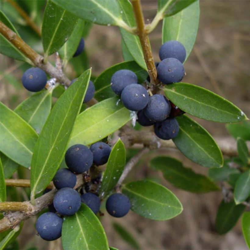 Phillyrea angustifolia - Labiérnaga (Cosecha)