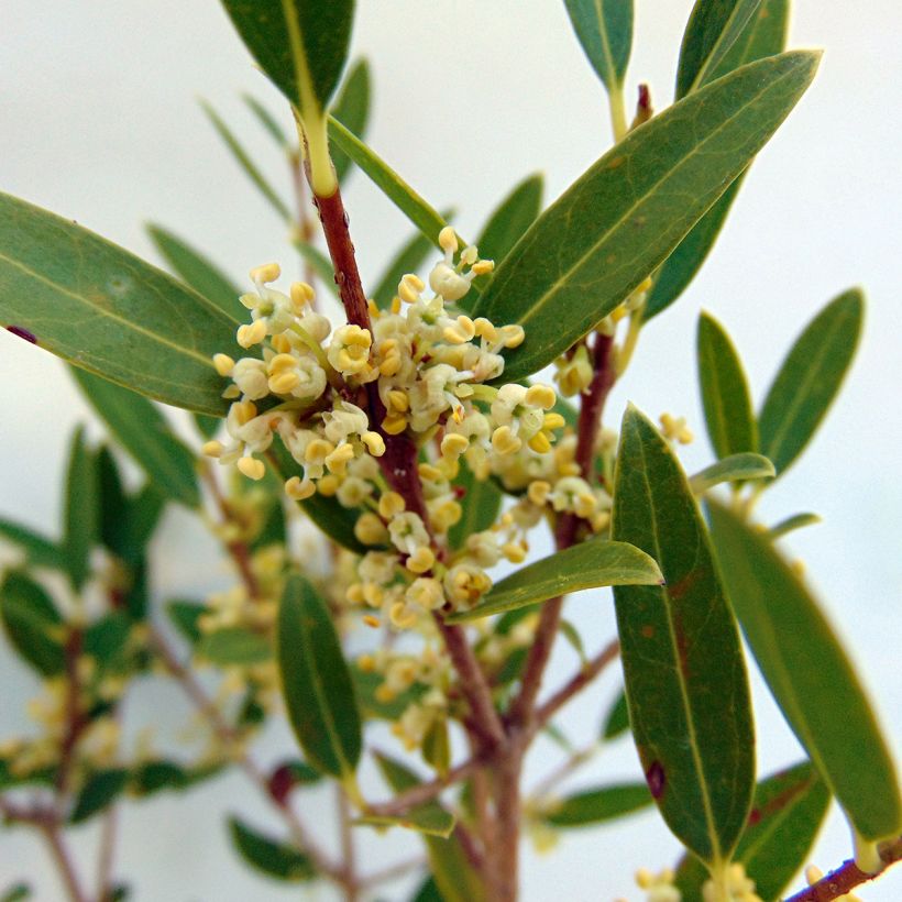 Phillyrea angustifolia - Labiérnaga (Floración)