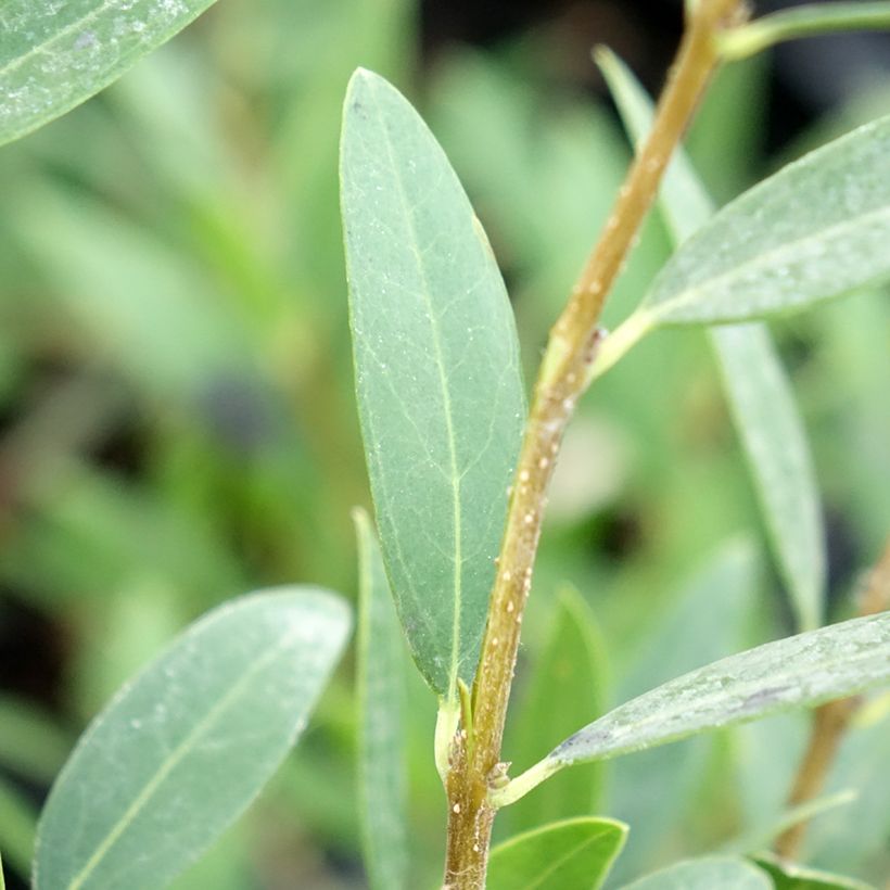 Phillyrea angustifolia Green Up - Labiérnaga (Follaje)