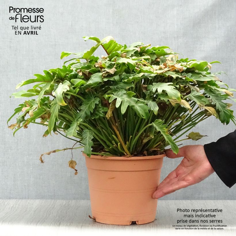 Philodendron xanadu - Thaumatophyllum Pot de 3L/4L Ejemplar entregado en la primavera