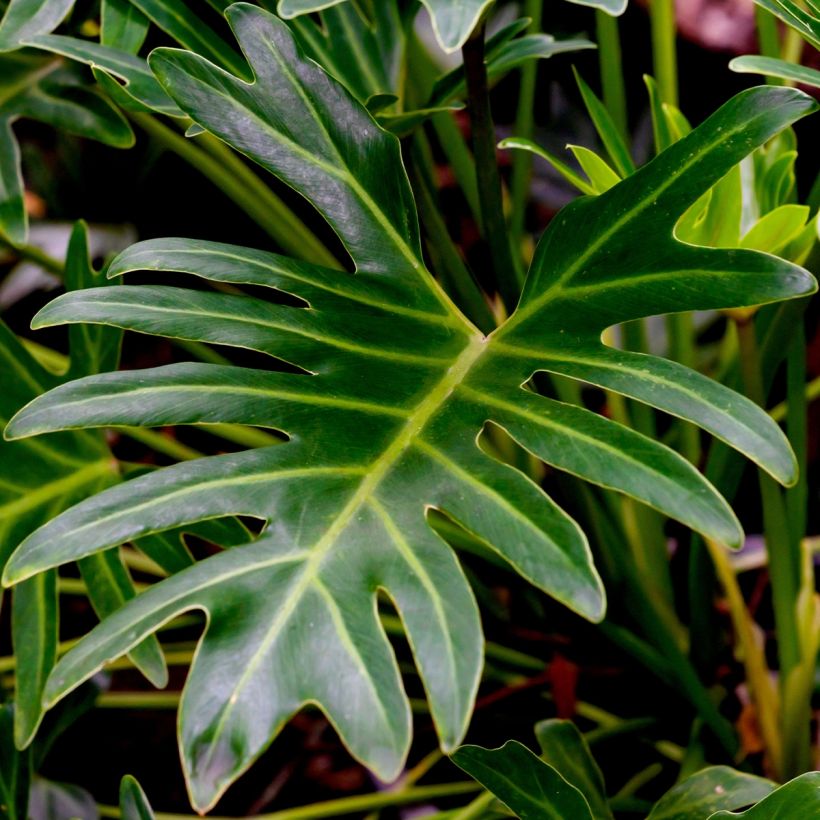 Philodendron xanadu (Follaje)