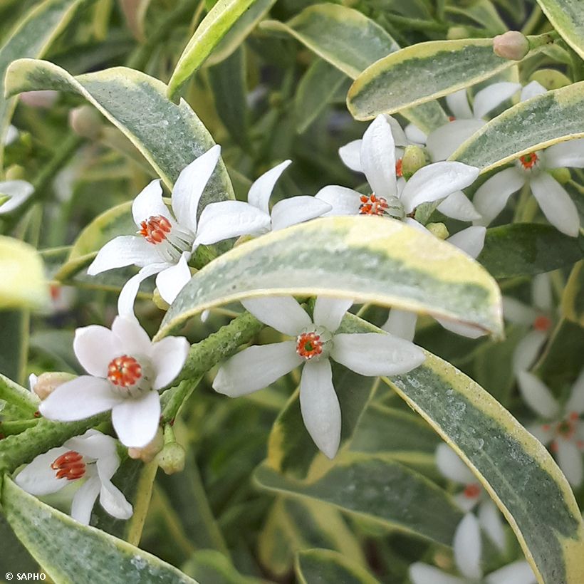 Eriostemon myoporoides Gold Touch (Floración)