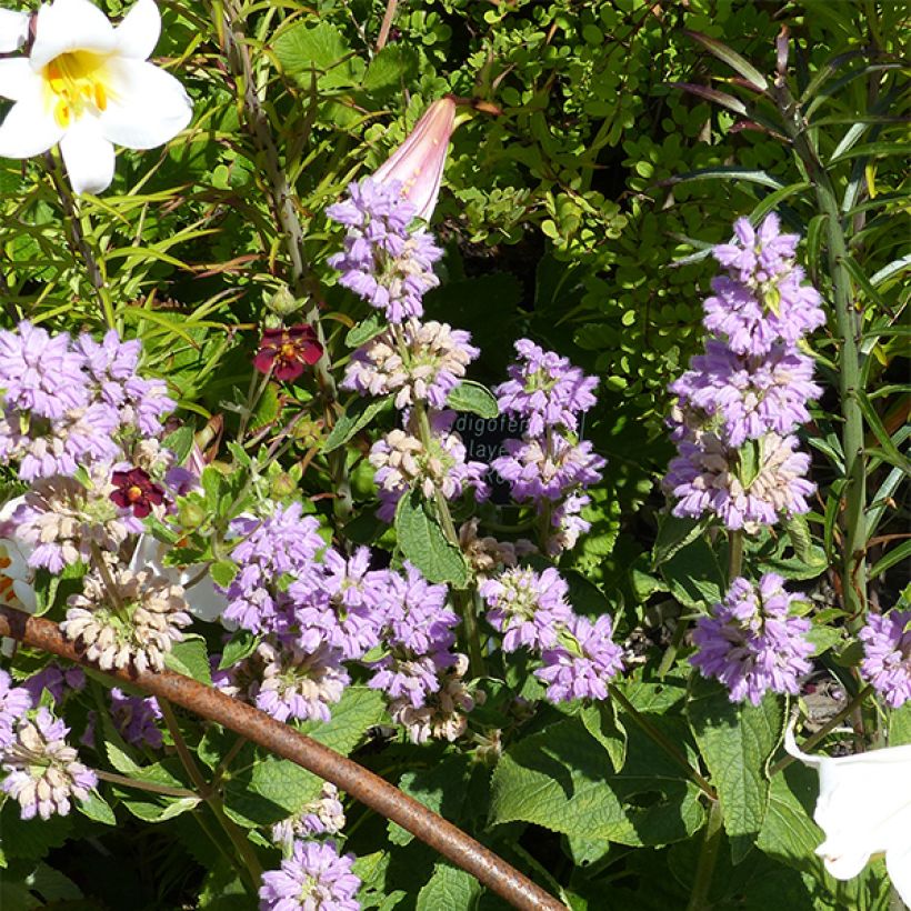 Phlomis cashmeriana - Flomis (Floración)