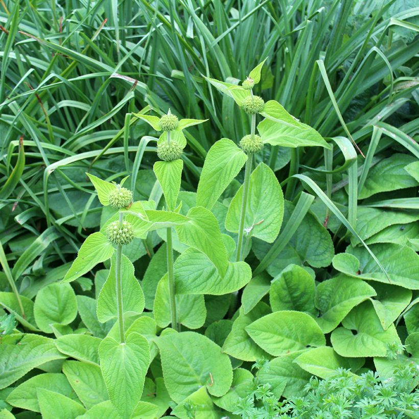 Phlomis russeliana - Salvia turca (Porte)