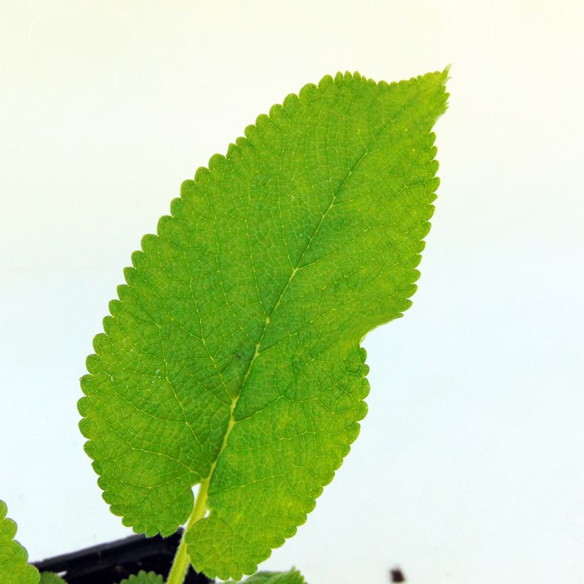 Phlomis cashmeriana - Flomis (Follaje)