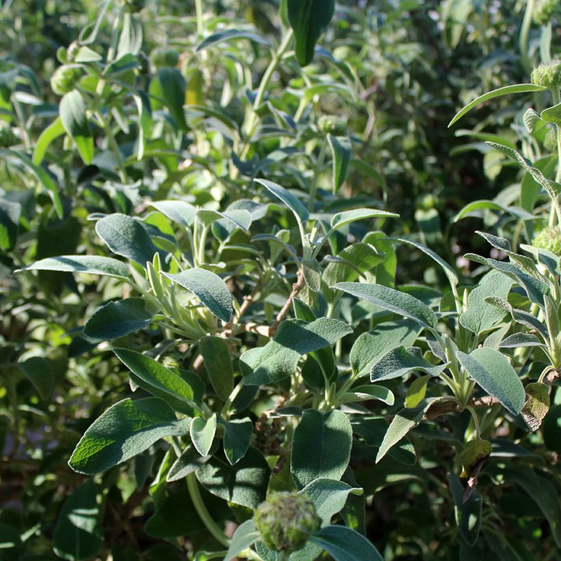 Phlomis fruticosa - Salvia de Jerusalem (Follaje)