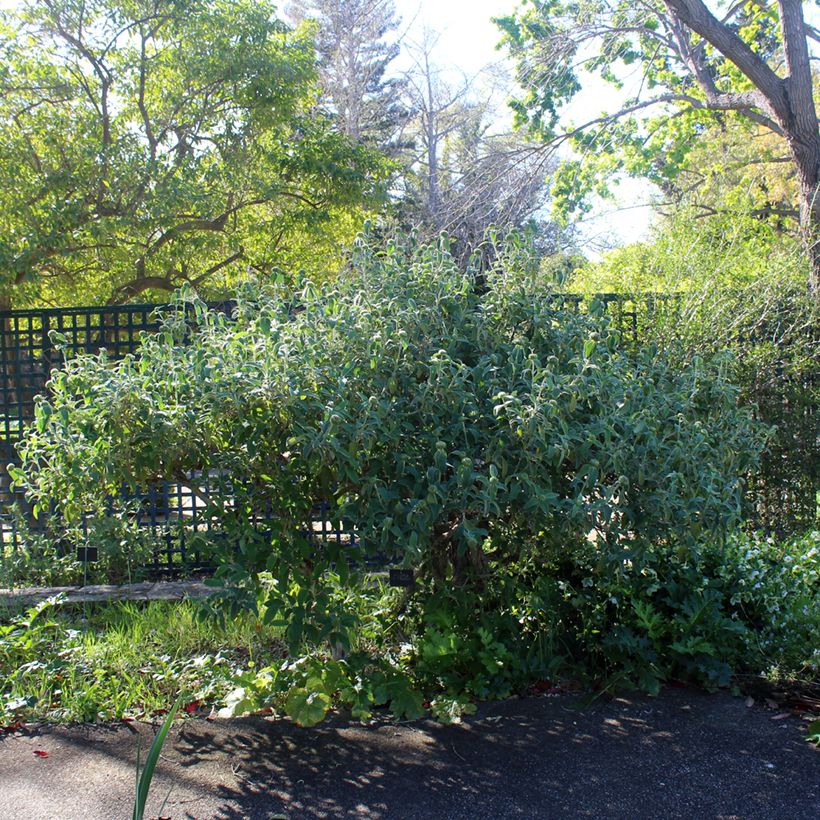 Phlomis fruticosa - Salvia de Jerusalem (Porte)