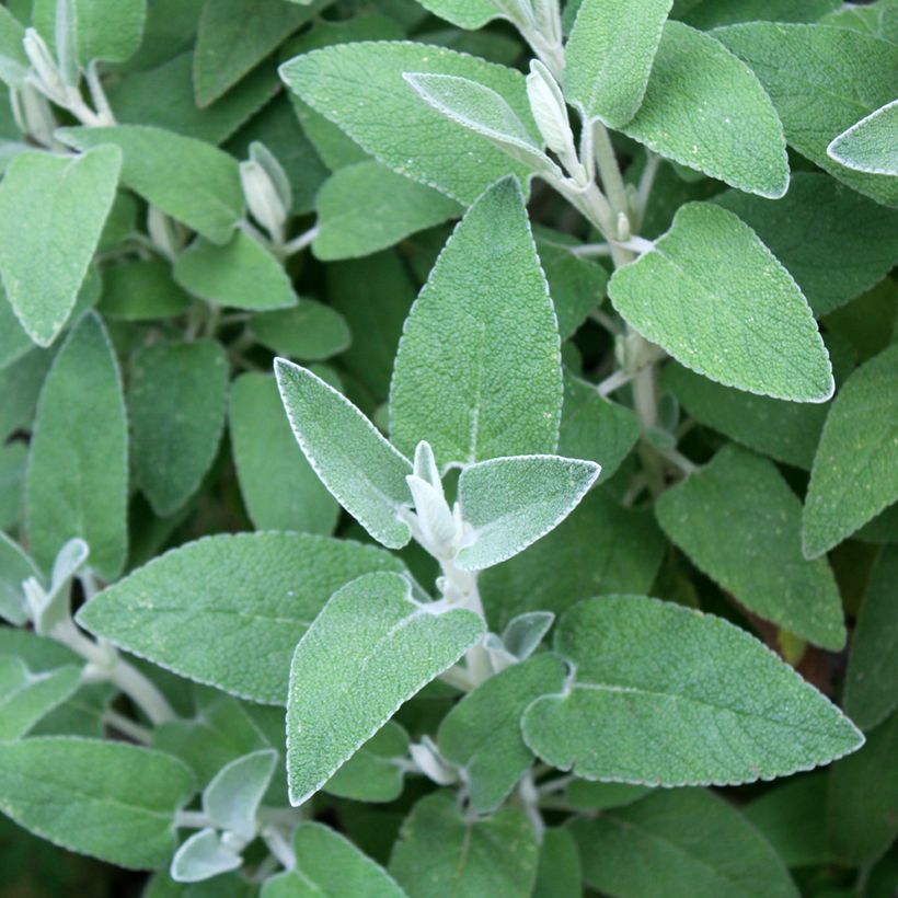 Phlomis purpurea - Matagallo (Follaje)